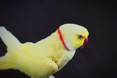 Close-up of parrot