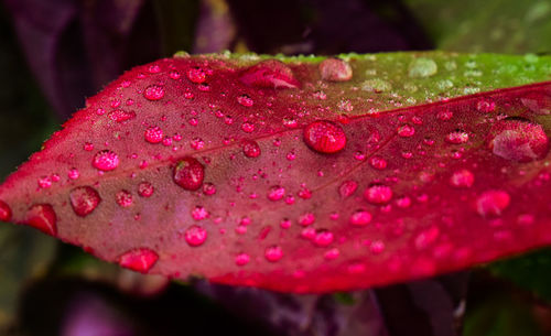 Close-up of water drops on pink leaves