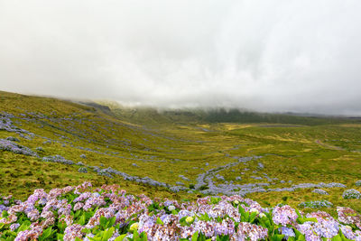 Scenic view of field against sky