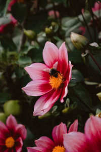 Close-up of bee pollinating on pink flower