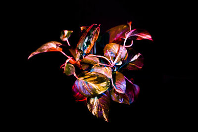 Close-up of flowers against black background