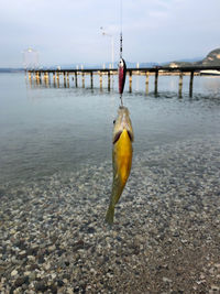 Gardasee fisch 