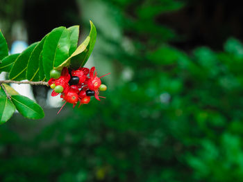 Close-up of red berries growing on plant