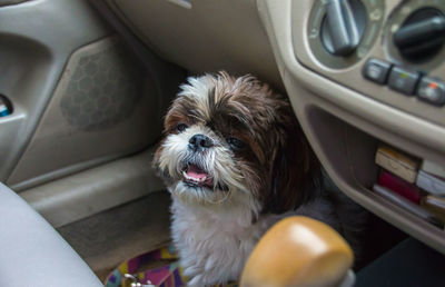 Portrait of dog in car