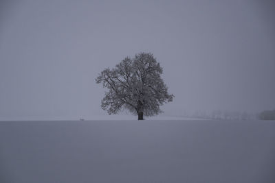 Tree on snow covered field against clear sky