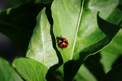 Close-up of ladybug on leaf