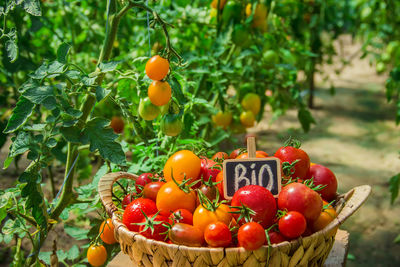 Close-up of tomatoes