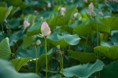 Close-up of lotus water lily