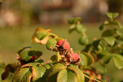 Close-up of red flowering plant