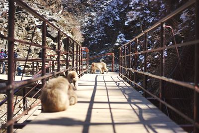 Monkeys on footbridge