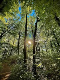 Low angle view of sunlight streaming through trees in forest