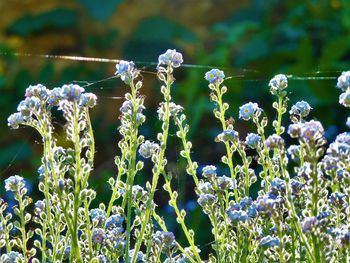 Close-up of flowering plants on field