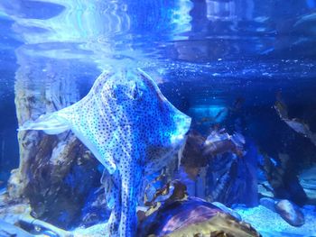 Fish swimming in sea