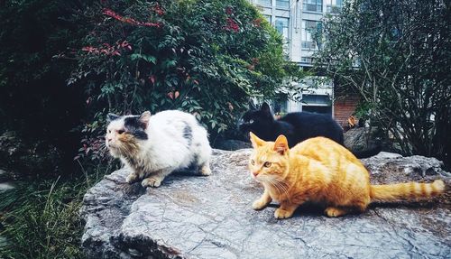 Cats in a farm