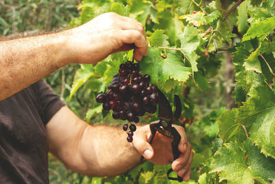 Midsection of person holding grapes