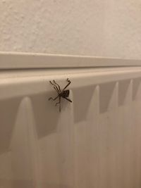 Close-up of spider on wall