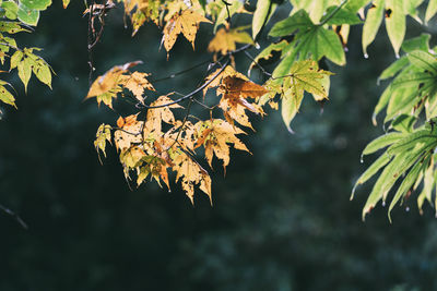 Low angle view of autumnal leaves against trees