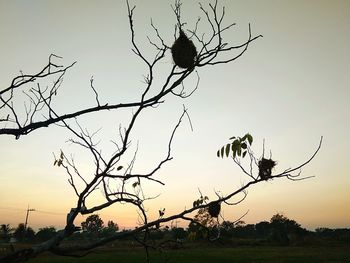 Silhouette of bird on branch against sky