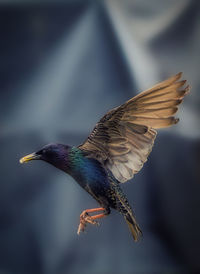 Close-up of bird flying