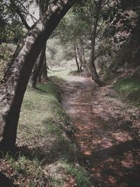 Trees in forest