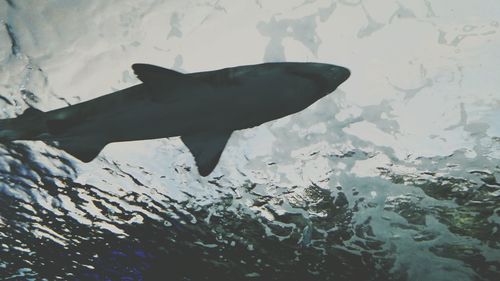 Close-up of fish swimming in sea