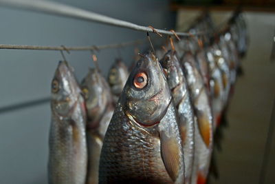 Close-up of fish in cage