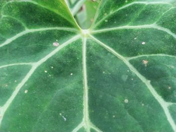 Close-up of water drops on leaves