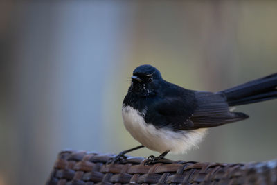 Willie wagtail bird perch on the back of a chair. australia.