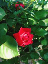 Close-up of red rose on plant