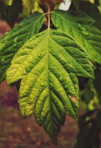 Close-up of leaves