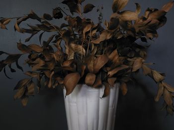 Close-up of wilted flowers in vase against wall