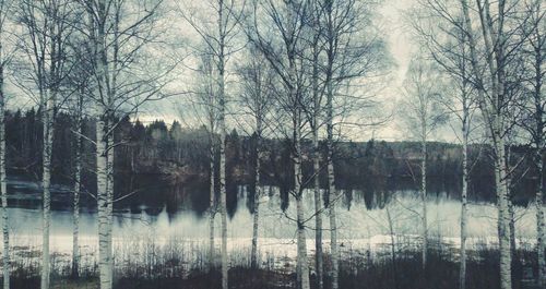 Full frame shot of wet trees against sky