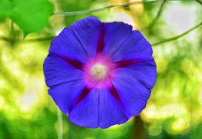 Close-up of purple flower blooming outdoors