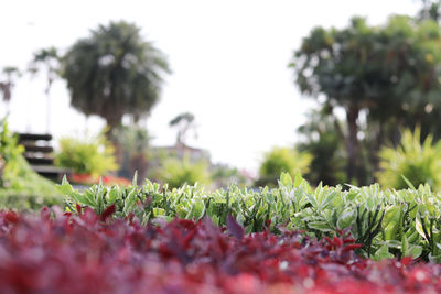 Close-up of fresh plants on field