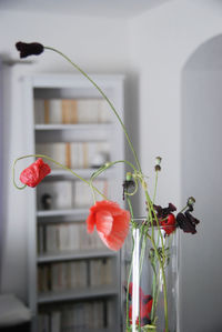 Close up of red flowers