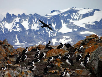 View of birds flying over snowcapped mountains against sky