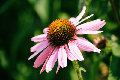 Close-up of pink flower