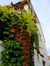 Low angle view of ivy growing on tree