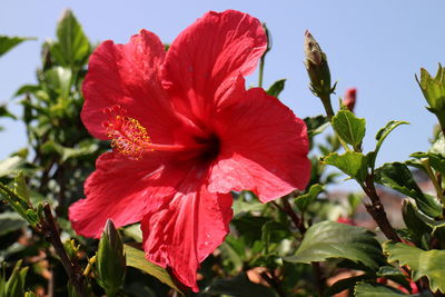 Close-up of red hibiscus flower