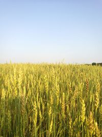 Scenic view of corn field against clear sky