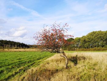 Tree on field against sky