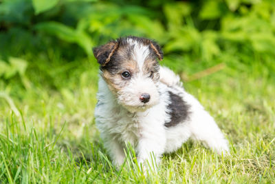 Dog on grass field