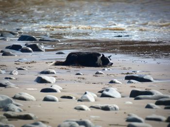 Well trained dog awaits owners command on beach