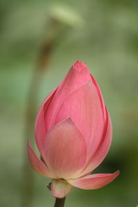 Close-up of pink lotus