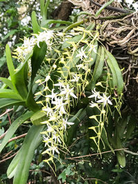 Close-up of plants