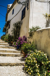 Plants growing in front of building
