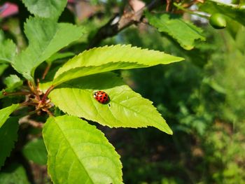 Close-up of ladybug on leaf