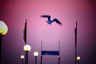 Birds flying against illuminated lights