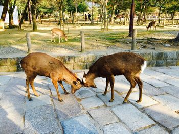 Two animals fighting at zoo