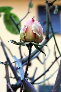 Close-up of fresh flower blooming in garden